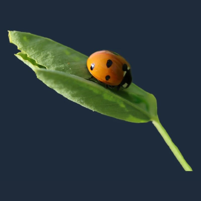 Lucky beetle ladybug without text