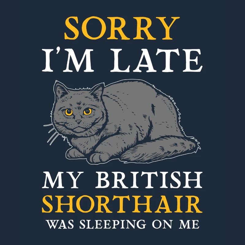 Chat British Shorthair BKH