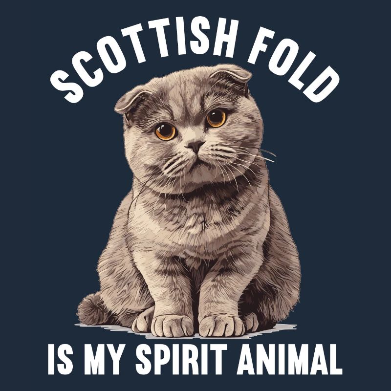 Scottish Fold Kitten Scottish Fold chat