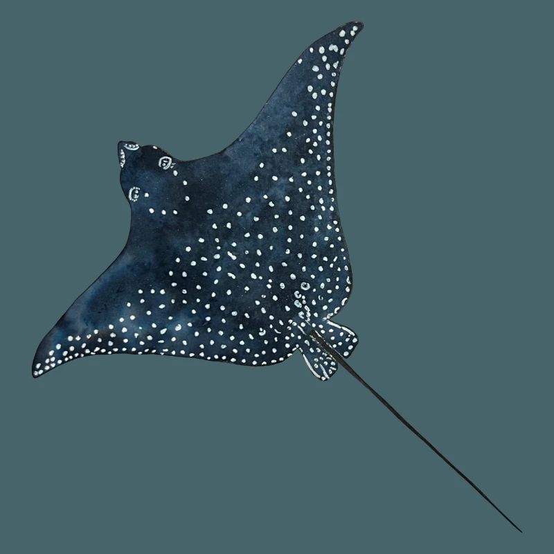 Rays Eagle Rays Stingrays Reef Diving