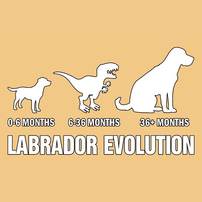 Labrador Evolution