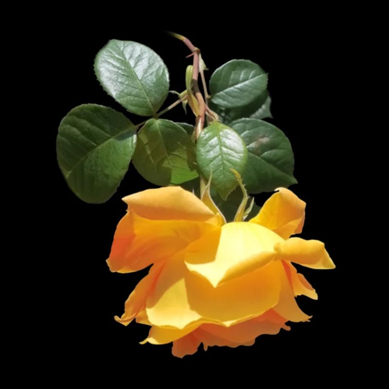 Fragrant spring rose