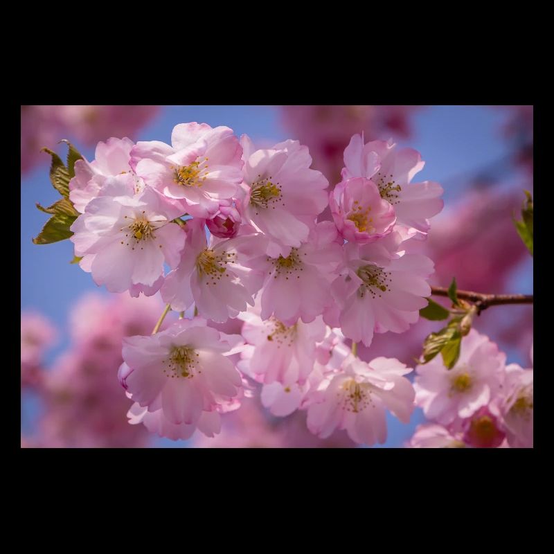Fleurs de cerisier suivies de fleurs roses
