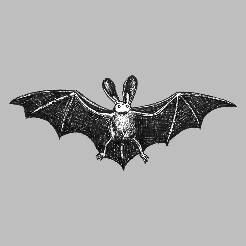 chauve souris