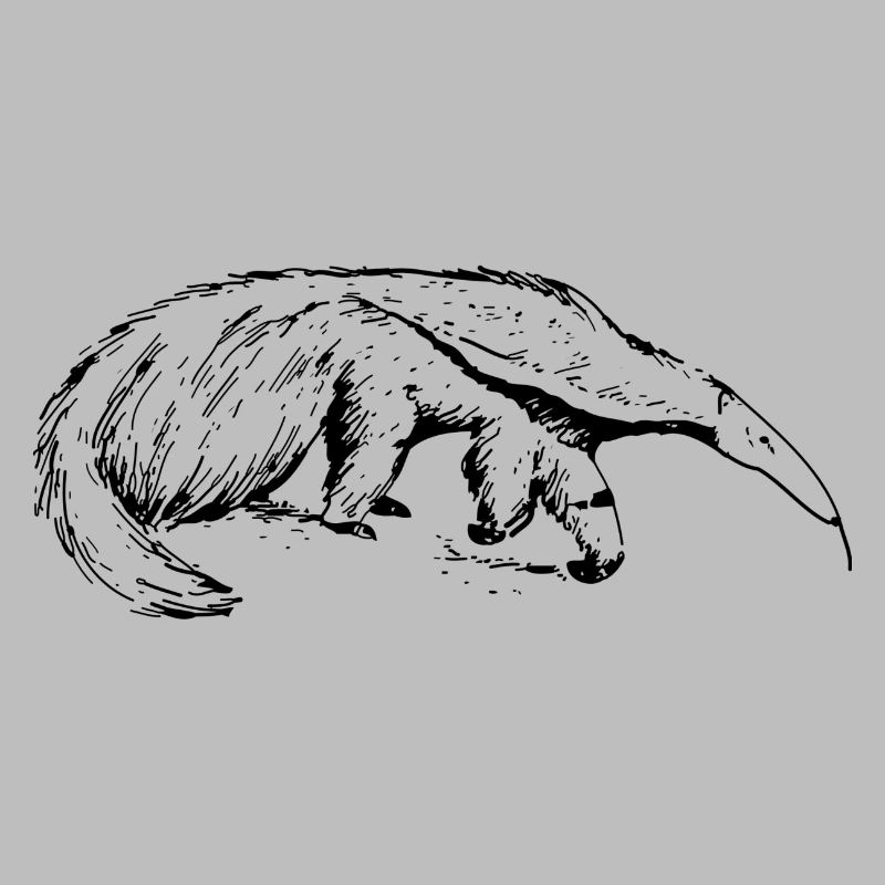 ant-eater