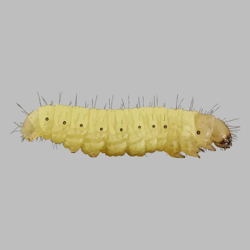 chenille