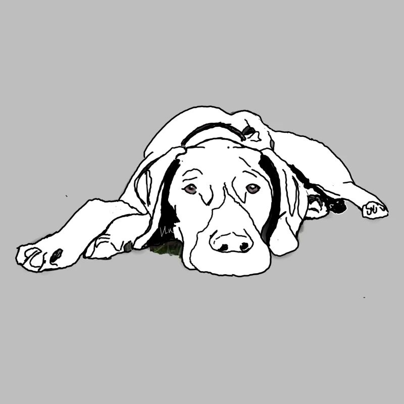 Pointer Deutsch Kurzhaar