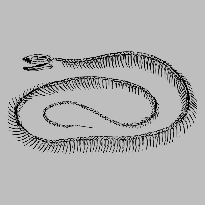 Reptile skeleton