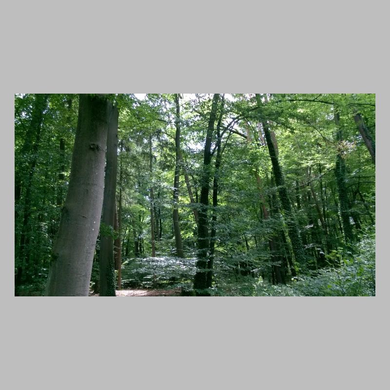 wald
