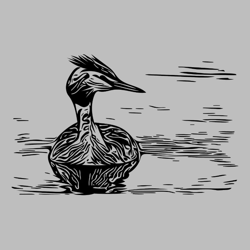 Vintage crested grebe floating on river