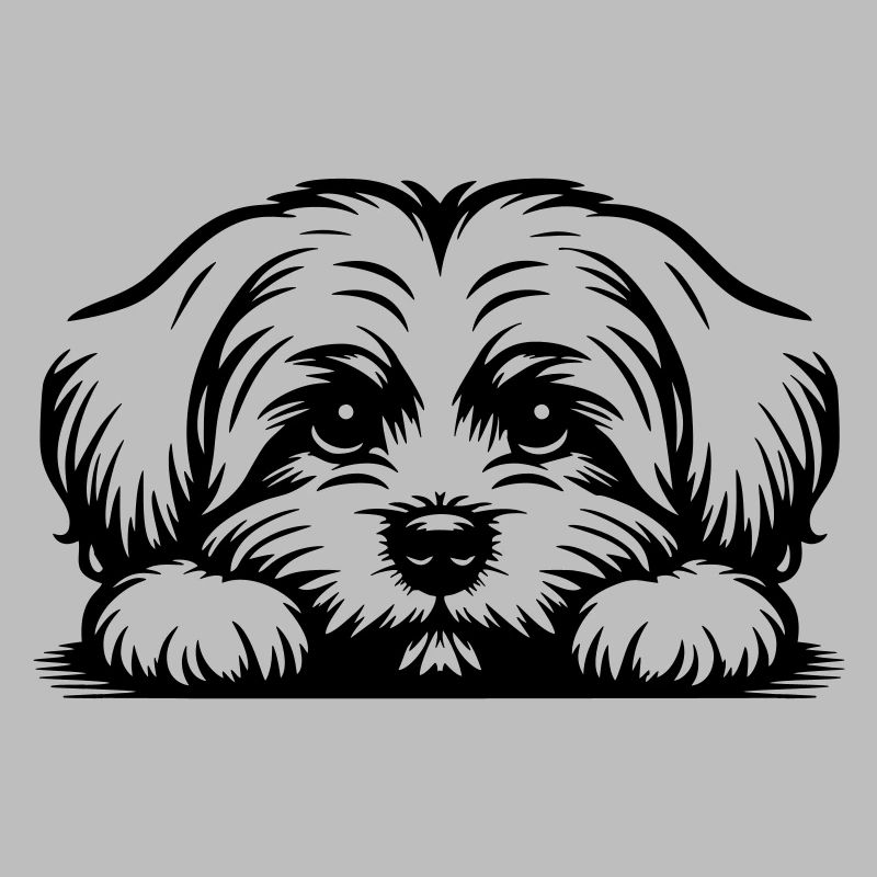 Maltese head with paws