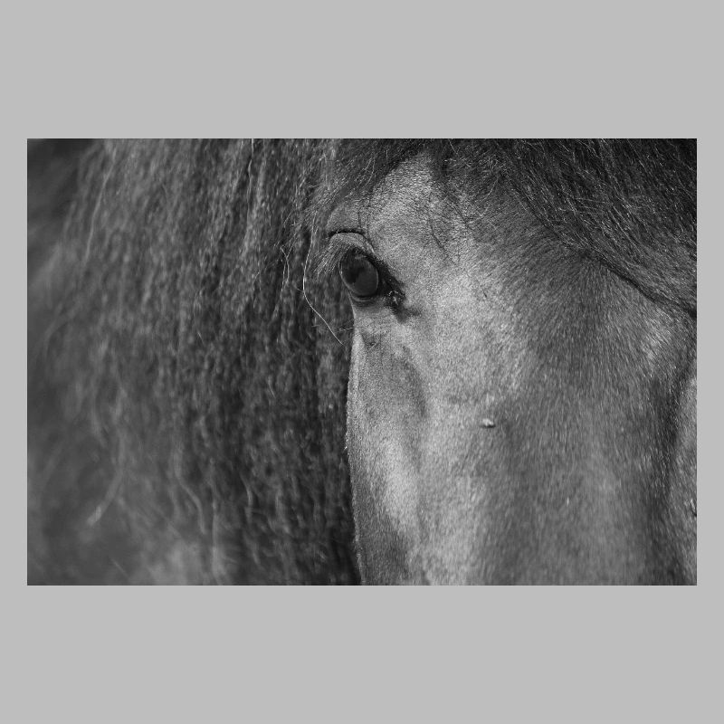 Oeil de cheval