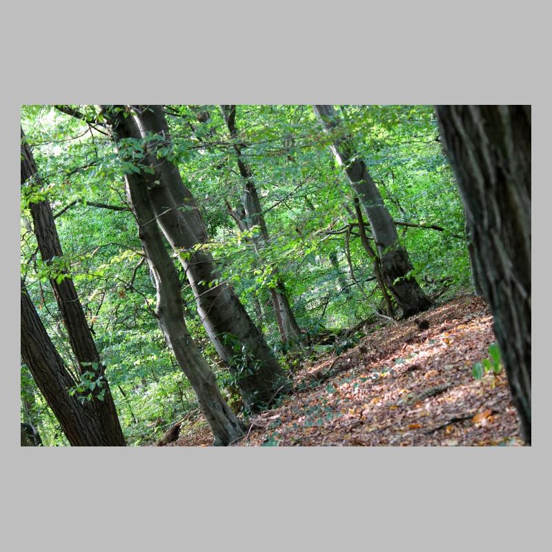 Forest Tree Trees Walk Nature Forester Poster