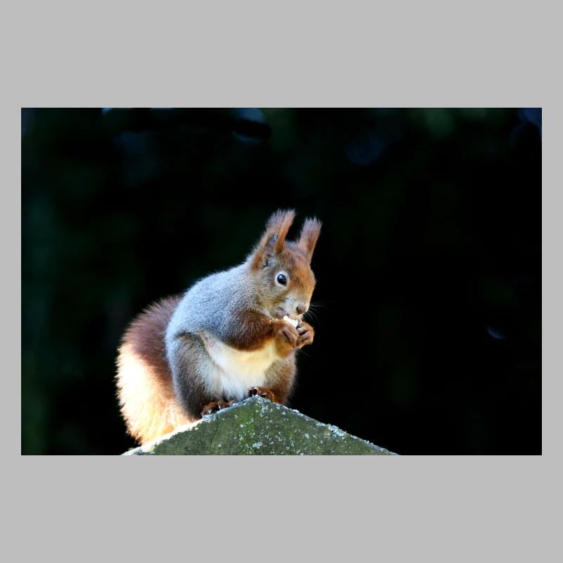 Eichhörnchen, Isibat