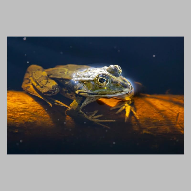 Common water frog