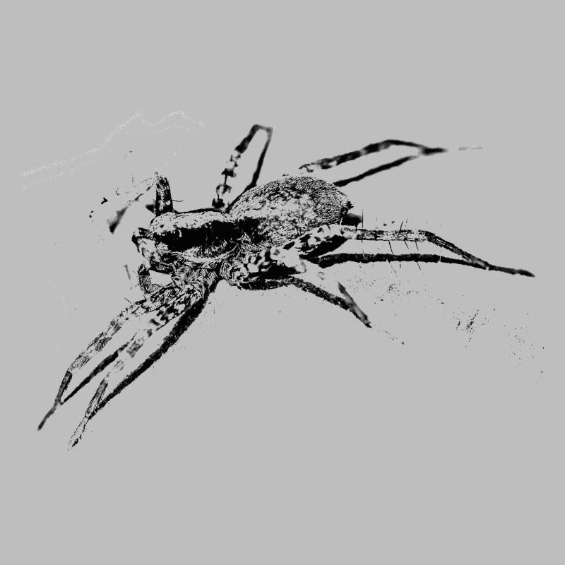 Spinne, A731400