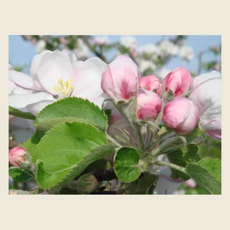 Apple Blossom Branches Spring Summer