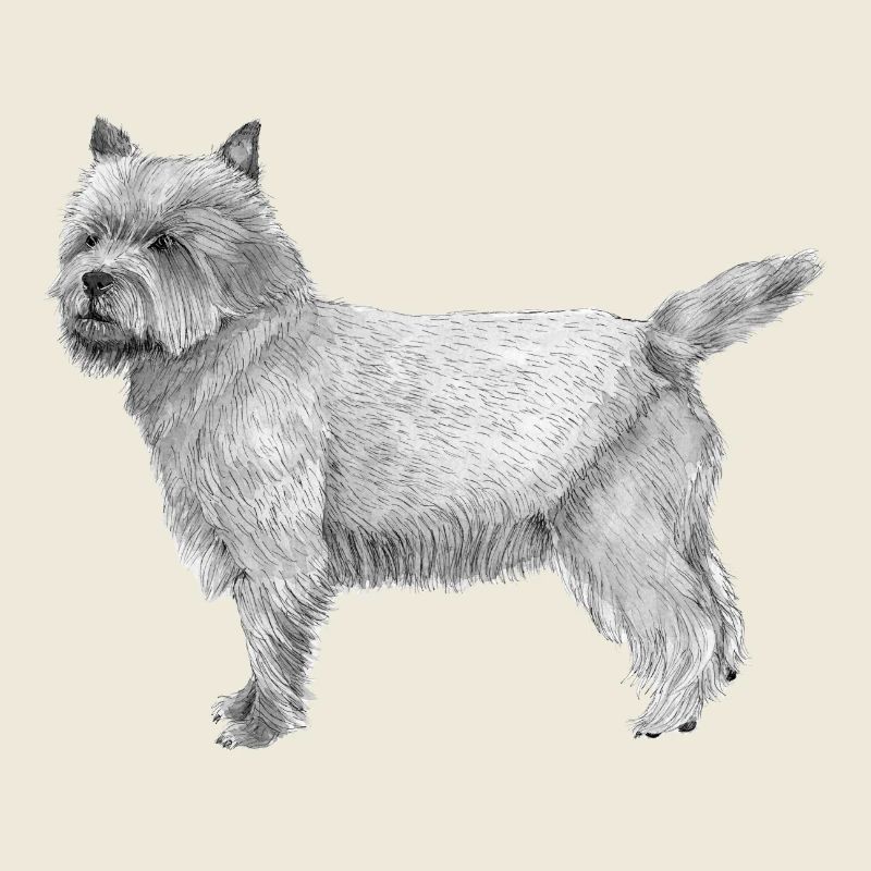 Cairn Terrier