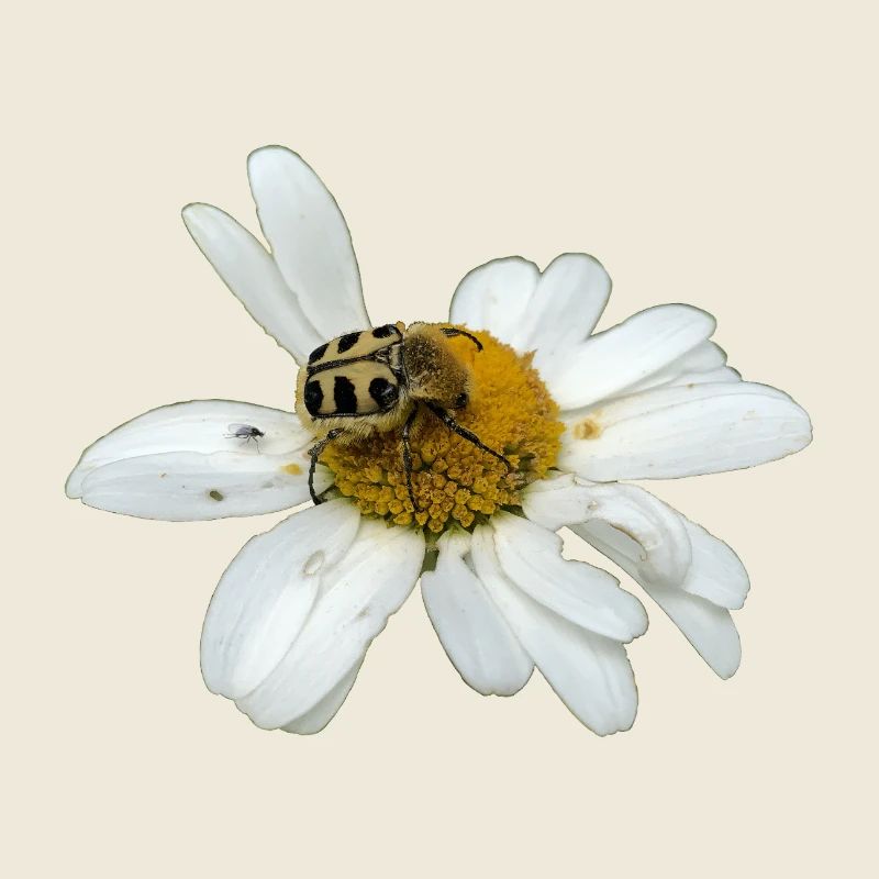 Pinselkäfer