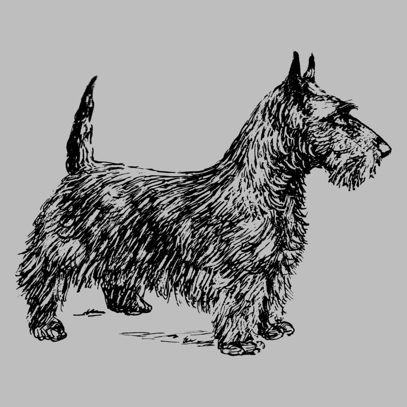 Schottischer Terrier
