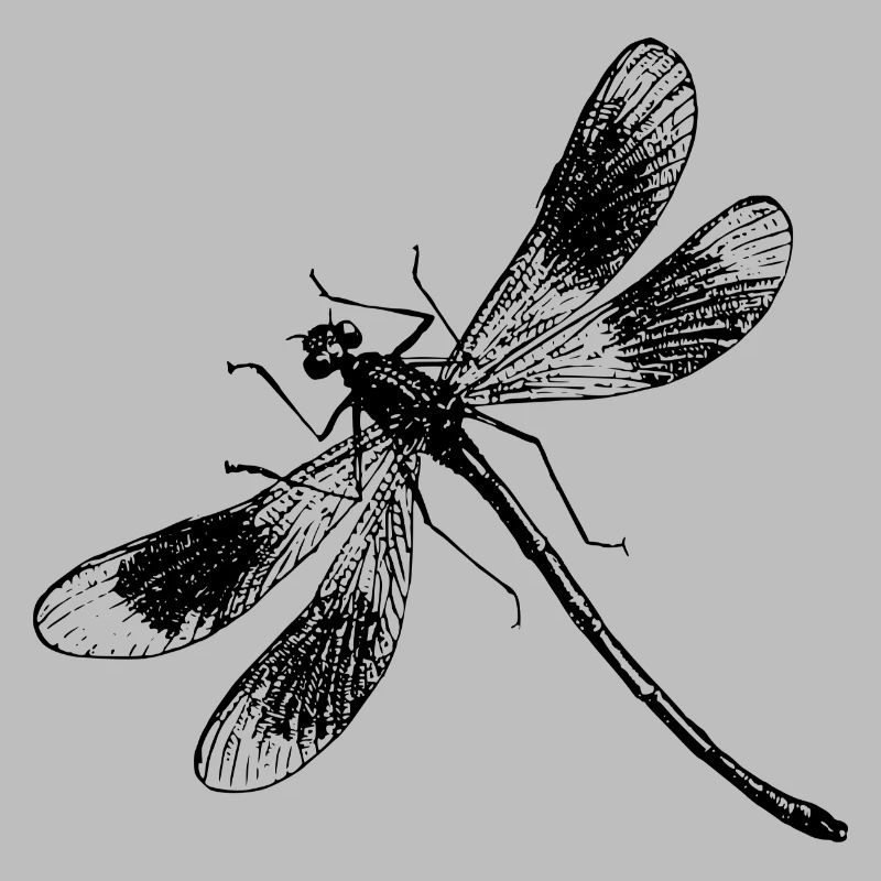 libe 31
