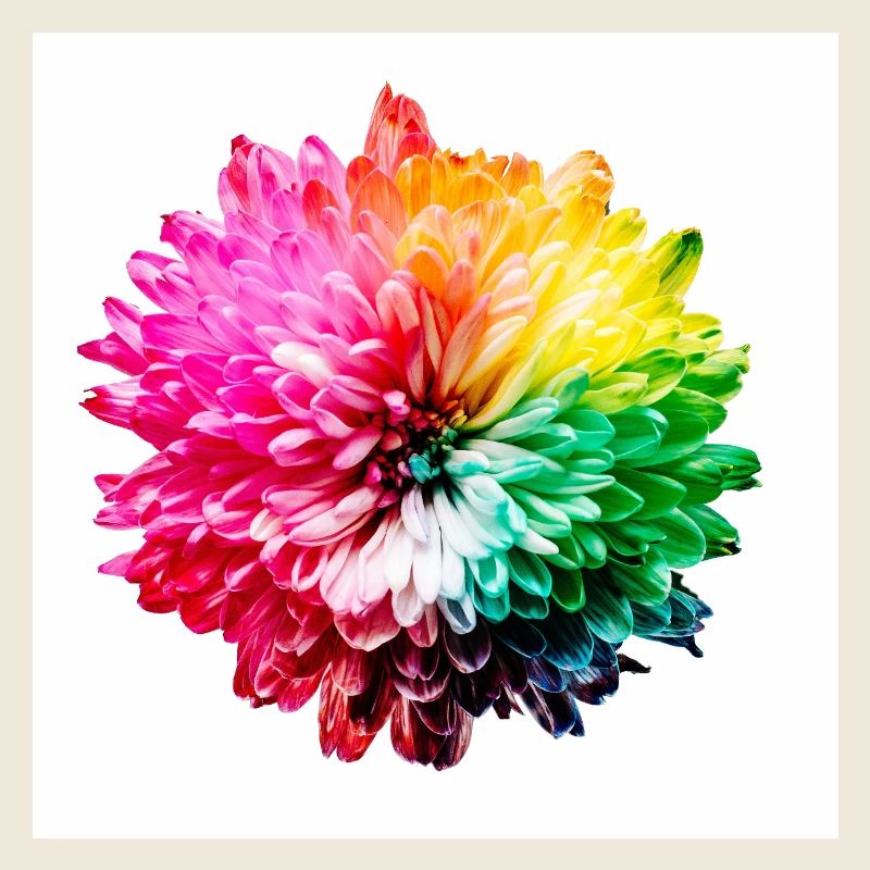 Explosion de la Fleur Arc-en-ciel