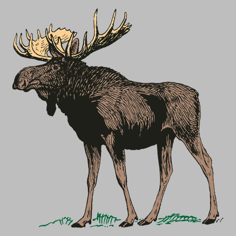 Moose Gewei