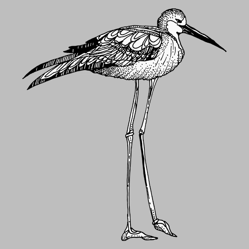 oiseau