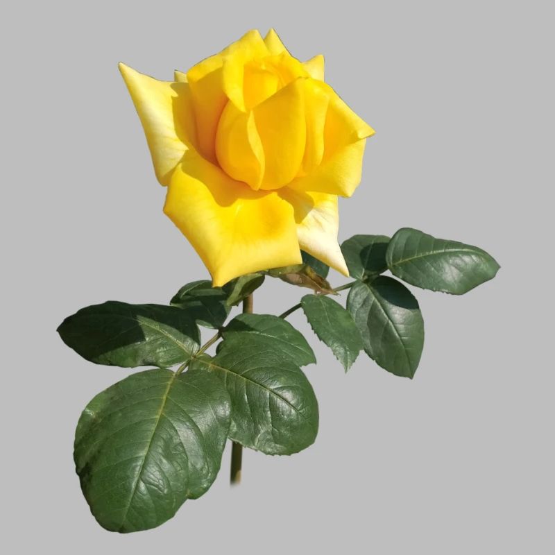 ROSE JAUNE