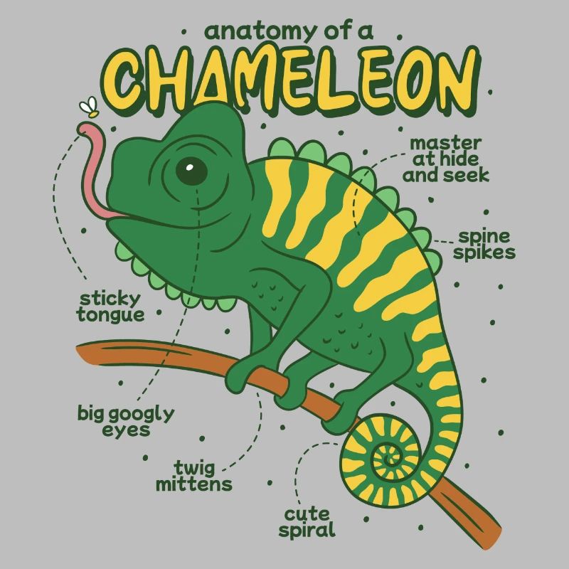 Anatomie d’un caméléon