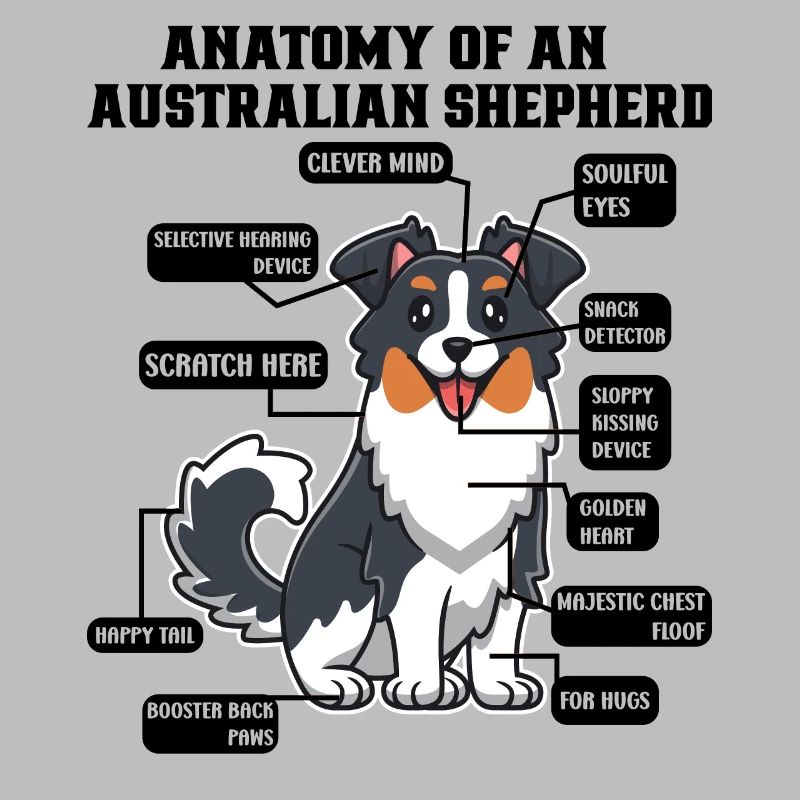 Australischer Schäferhund Aussie Dad Aussie Mom