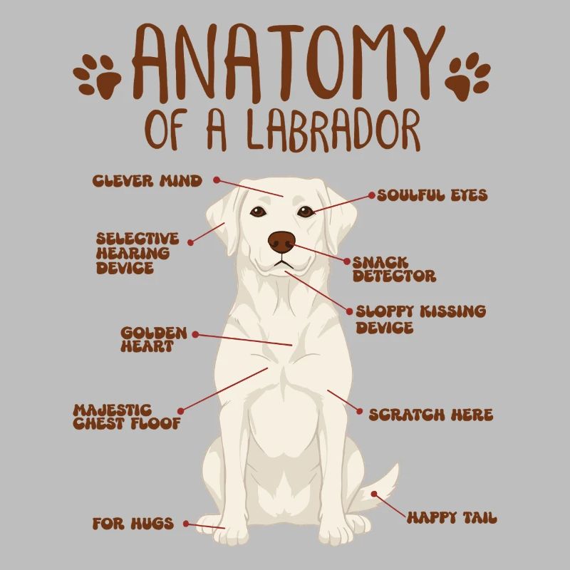 Anatomie eines white Labradors