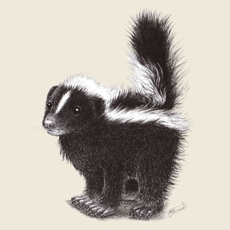 Cute cool skunk