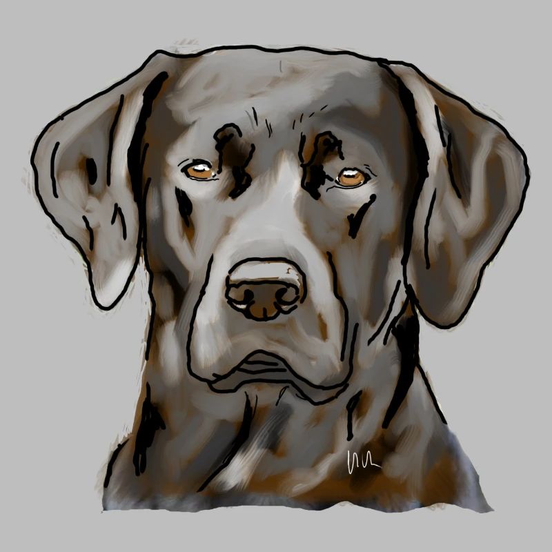 Labrador
