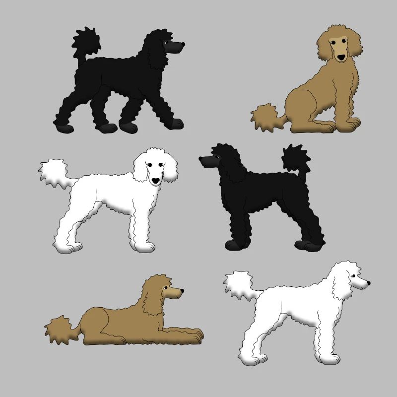 Sélection de caniche