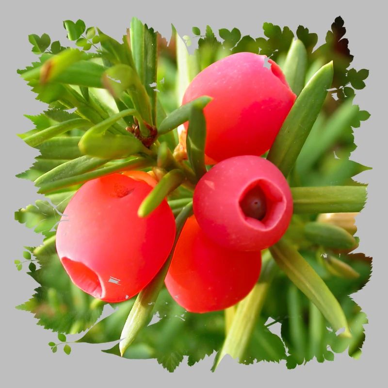 Die Eibe ist ein giftiger heimischer Nadelbaum