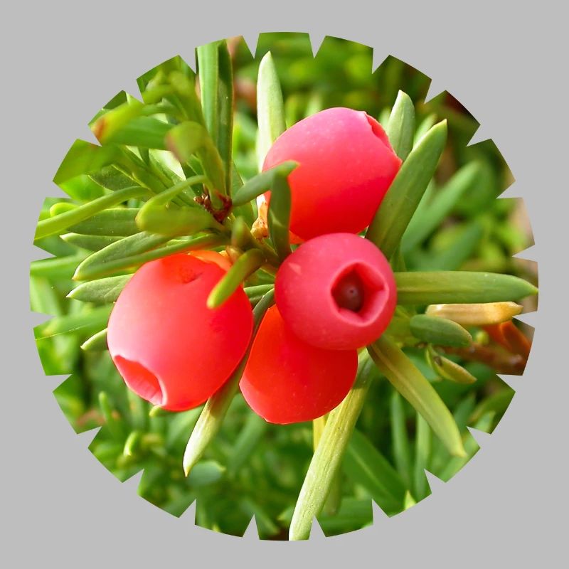 Die Eibe, ein heimischer Nadelbaum