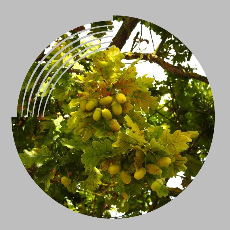 Im Herbst fallen Eicheln von den Bäumen