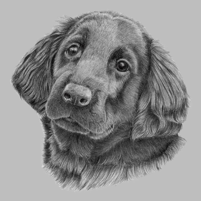 Flatcoated Retriever Welpe