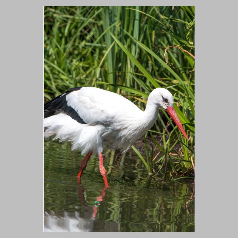 White stork (white stork, rattle stork)