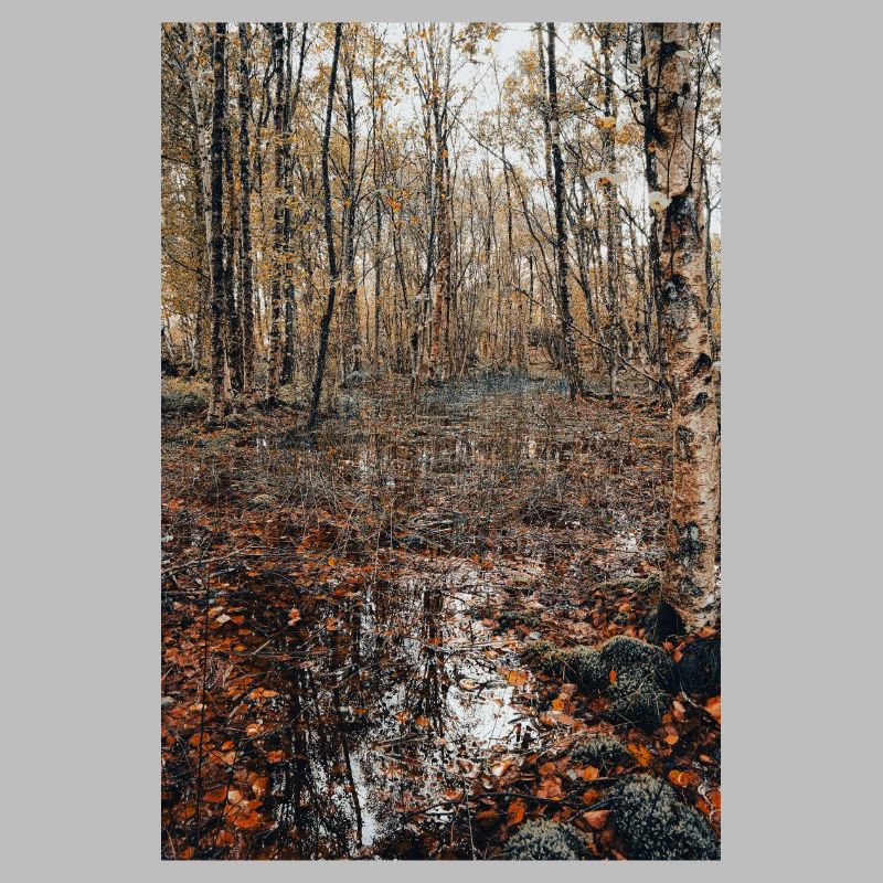 Forêt