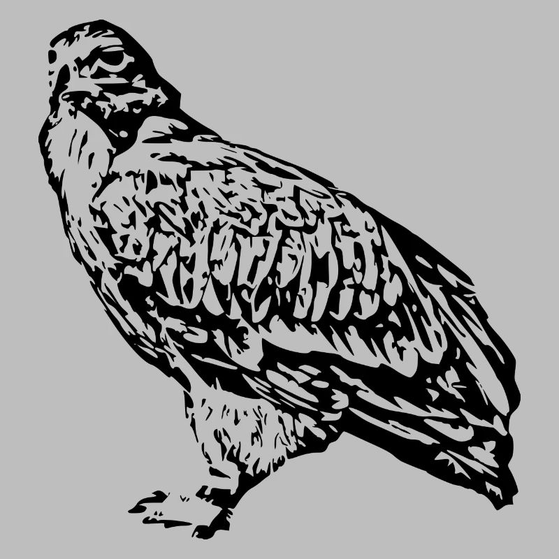 Faucons Oiseaux Oiseaux