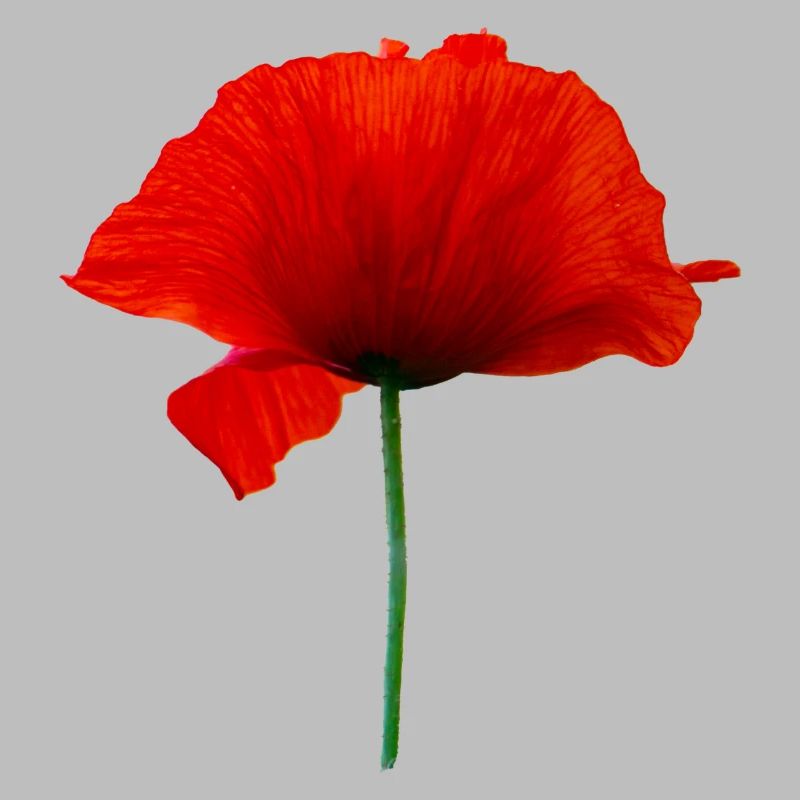 Mohnblume