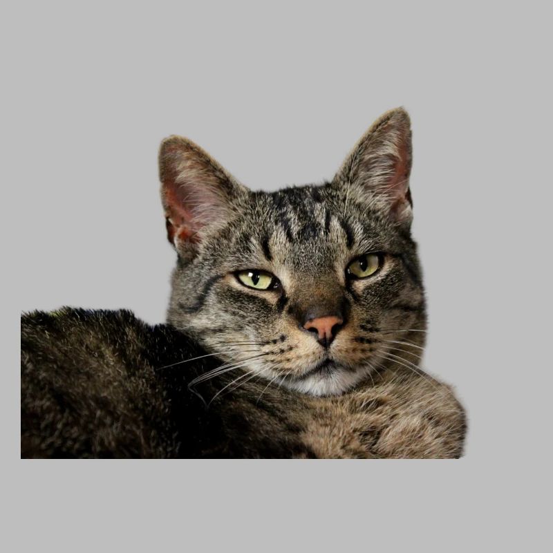 Katze Kätzchen