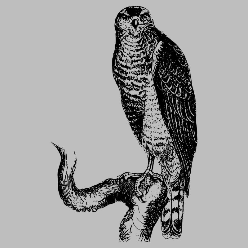 hawk