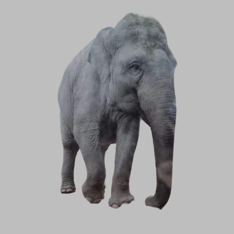 Elefant