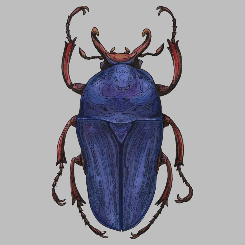 Big Beetle Stag - cerf géant