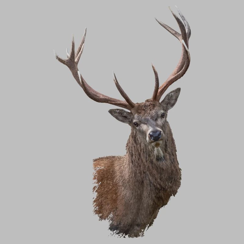 Hirsch