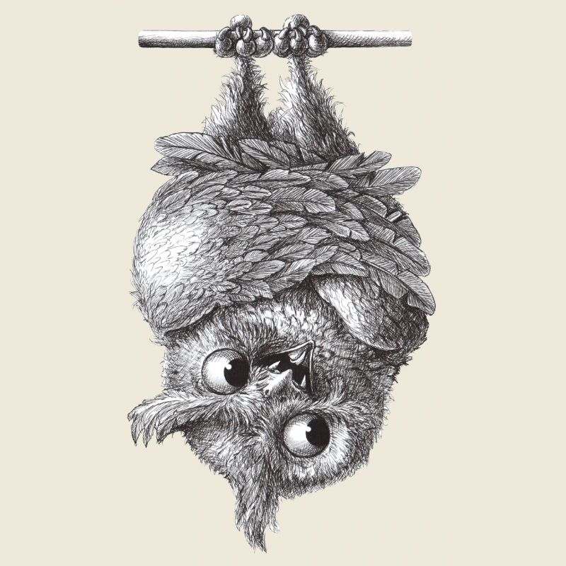 Vampire Owl - Dracula Owl