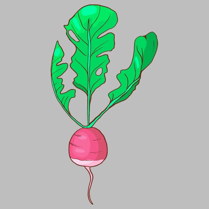 Herb turnip White turnip Vegetable turnip